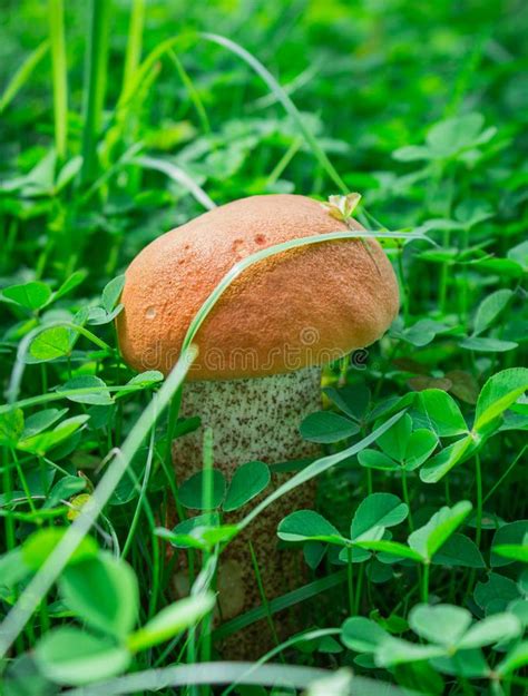 Edible Growing Mushroom In Green Grass Macro Shooting Mushroom Small