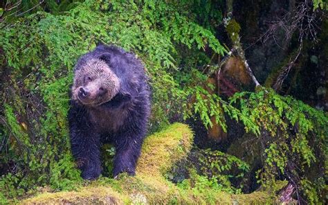 Great Bear Rainforest British Columbia