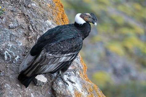 Andean Condor Vultur Gryphus It S A Th Largest Bird Of Prey En Wikipedia Org Wiki