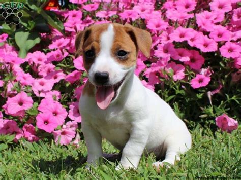 Would make great christmas present for a hunter or child. Brittany, Jack Russell Terrier puppy for sale in Millmont ...