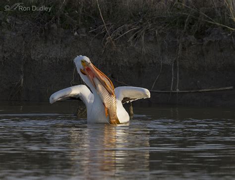 Extremes In Fish Size White Pelicans Will Attempt To Eat Feathered