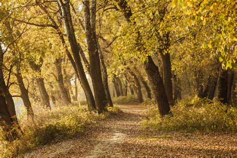 Ces derniers sont mûrs au mois d'octobre. Image libre: automne, route forestière, feuilles jaunes, chêne, arbres, parc, forêt, arbre ...