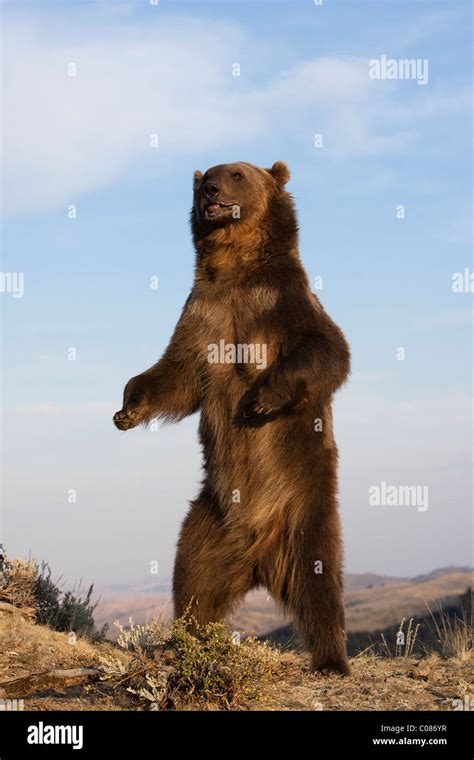 Grizzly Bear Standing Upright Montana Usa Stock Photo 34601835 Alamy