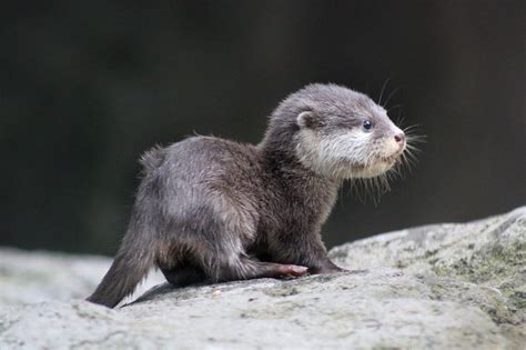 Adorable Baby Otter Rotters