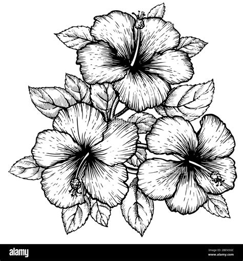 Hibiscus Flower Drawing Black And White Stock Photos And Images Alamy