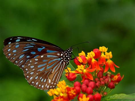 Butterfly On Flower The Wondrous Pics