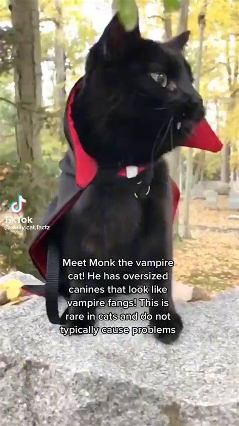 Ray Ot Acte Meet Monk The Vampire Cat He Has Oversized Canines That