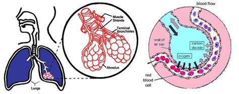 The Respiratory System: Structure and Function - SchoolWorkHelper