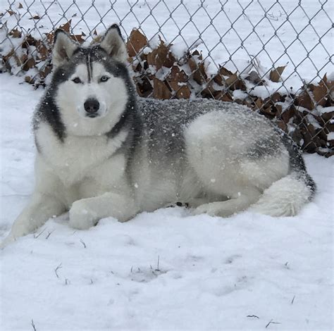Ace Siberian Husky Loves The Snow Husky Siberian Husky Snow Dogs