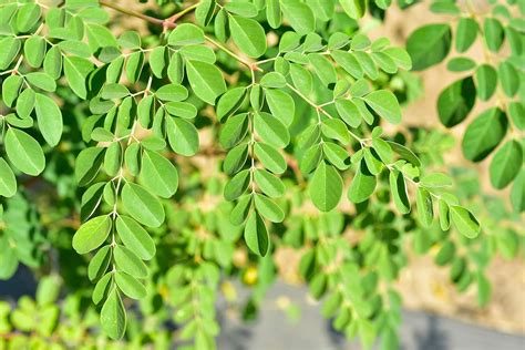 Dwarf Moringa Tree Seeds 20 Seeds To Grow Highly
