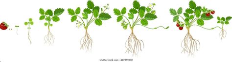 Growth Stages Strawberry Plant Stock Vector Royalty Free
