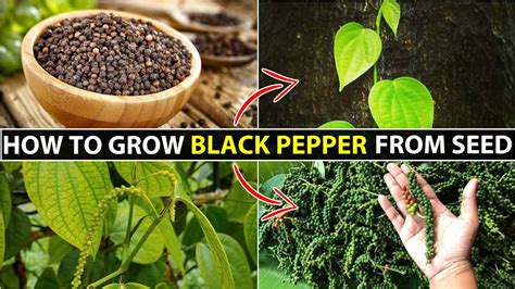 How To Grow Black Pepper Kali Mirch Ka Podha Kaise Ugaye Youtube