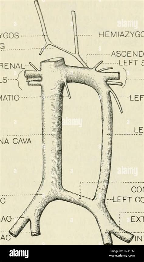 The Anatomical Record Anatomy Anatomy Duplication Of Inferior Vena