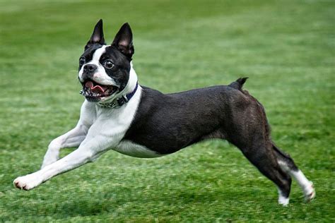 Бостон терьер описание породы собак характеристики внешний вид