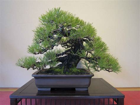 Japanese Black Pine Bonsai Trees
