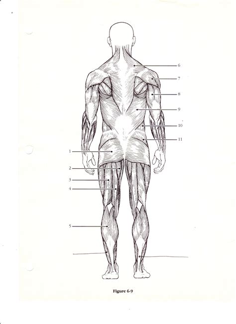 Diagram Of Human Organs 3D And Skeleton Anatomy 101 Diagrams