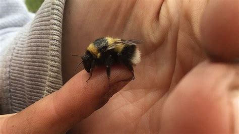 Ruderal Bumblebees Rare Sighting In Wales Bbc News