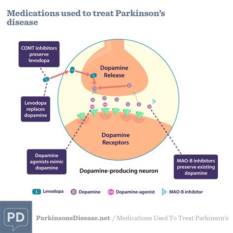 Neurotransmitters And Their Effect On The Brain Dopamine And Parkinson