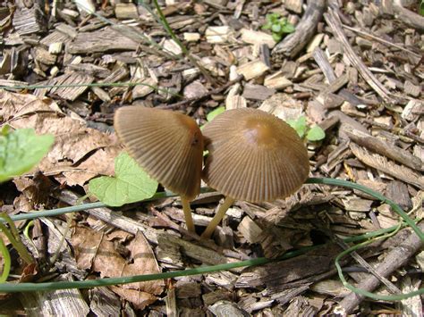 Ohio Pa And West Virginia Area Finds Mushroom Hunting And
