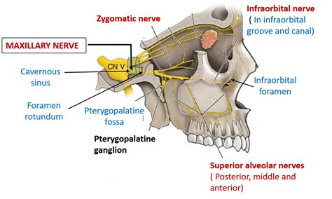 Maxillary Nerve Ophthalmic Nerve Trigeminal Nerve Others Anatomy
