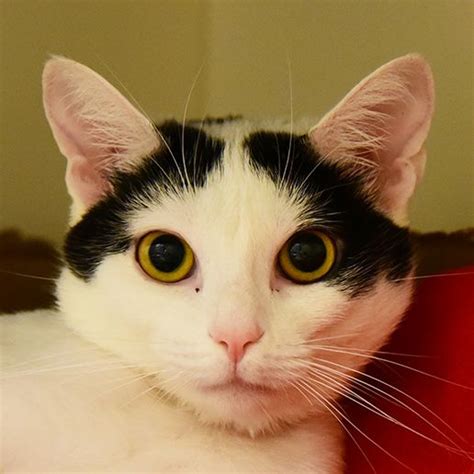 Get a ragdoll, bengal, siamese and more on kijiji, canada's #1 local classifieds. Adoptable Cats and Kittens | NYC | Adoption Center| ASPCA