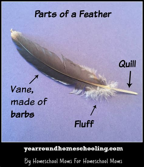 Learning More About Birds Part 2 Feathers Year Round Homeschooling