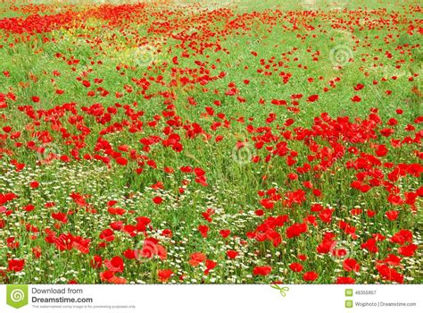 Red Poppy Flowers Field Blooming In Spring Stock Photo