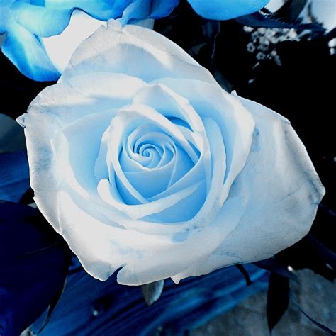 Blue Rose Free Stock Photo Public Domain Pictures