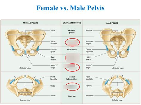 Male Vs Female Pelvis Differences Anatomy Of Skeleton Posters Gold