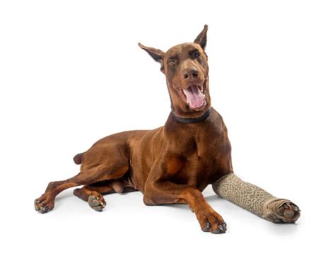 How Much Is A Cast For A Dog