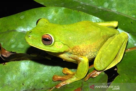 New Frog Species Discovered In Area Of Pt Freeport Indonesia Antara News