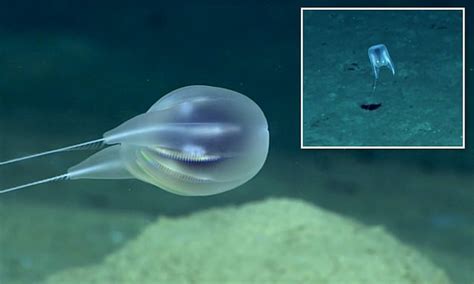Of, relating to, or taking place in the deeper parts of the sea: Scientists identify eerie new species of deep-sea ...