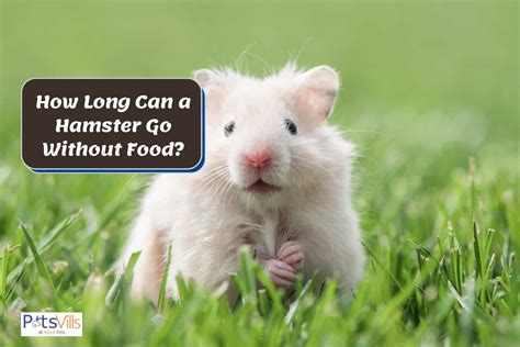How Long Can A Hamster Survive Without Food Ultimate Guide Hamsteric