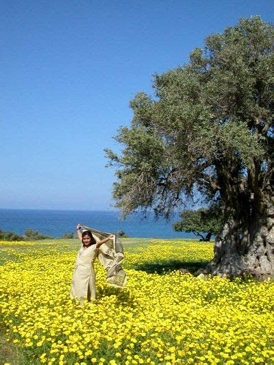 Spring In Cyprus Under A Really Old Olive Tree Akrotiri And Dhekelia Cyprus Island Cyprus