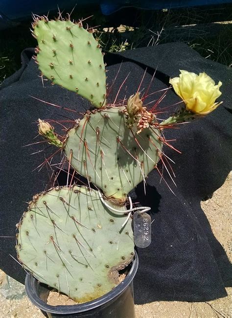 Prickly pear cactus has large flat leaves, which are actually a modified portion of the stem of the plants, that are often referred to as cactus pads. PlantFiles Pictures: Opuntia, Diploid Purple Prickly Pear ...