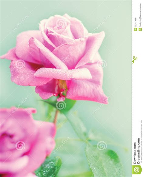 Beautiful Pink Rose Stock Photo Image Of Fragility Horizontal 25241994