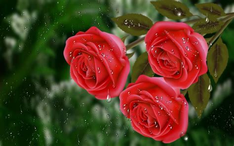 Flowers & planets red flowers pics. Flowers-rain-drops-roses-water-red-free-download-wallpaper ...