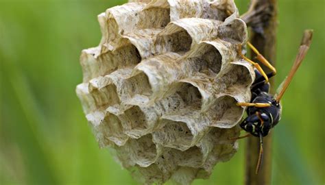 How Do Wasps Make Their Nests Sciencing