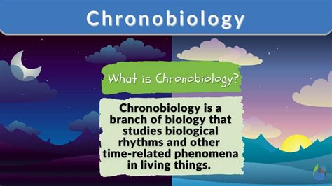 Chronobiology Definition And Examples Biology Online Dictionary