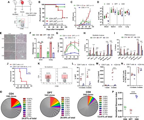 Inflammatory Cd4cd8 Double Positive Human T Cells Arise From Reactive