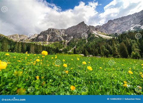 Meadow With Yellow Globe Flowers In Dolomites Stock Photo Image Of