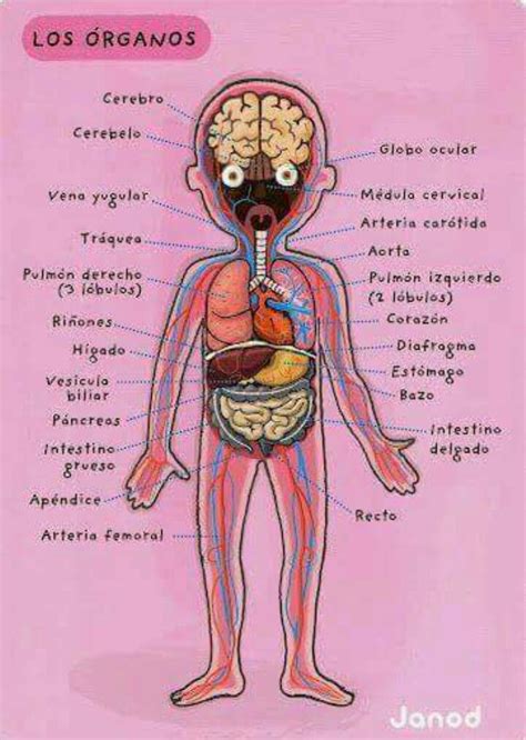 Pin By Shaira Figueroa On Partes Del Cuerpo Thl Learning Spanish