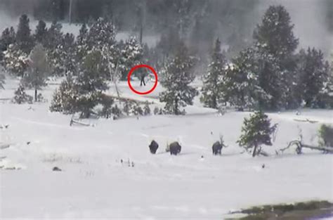 Watch Four Bigfoot Roaming In Snow Covered Yellowstone National Park