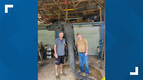 Massive Gator Found In Putnam County