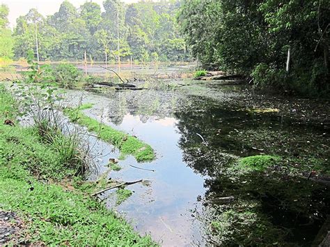 Downloading of trail gps tracks in kml & gpx formats is enabled for kota damansara community forest. Respite for nature lovers | The Star