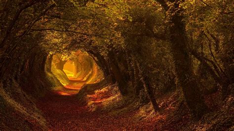 Autumn Tree Tunnel Halnaker England Wallpaper Backiee