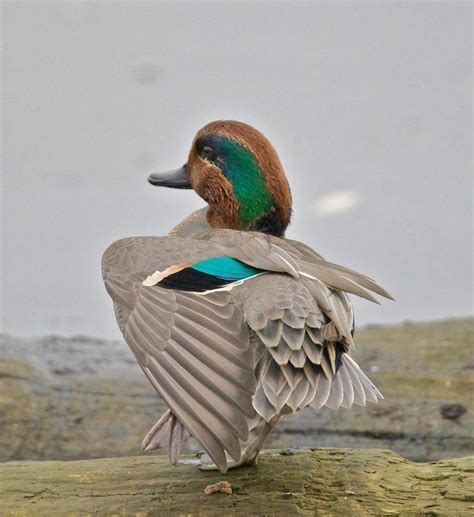 Green Winged Teal Male Teal Duck Waterfowl Taxidermy Bird Pictures