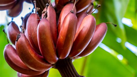 The Red Banana Tree Everything You Want To Know Minneopa Orchards