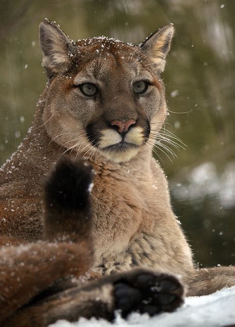 One of the world's most popular food and travel blogs featuring restaurants, recipes, drinks, style and anything artisanal. Canadian Cougar 10 | Flickr - Photo Sharing!