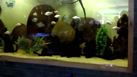 Tropical fish versus freshwater fish. Fish Aquarium Shops in Lahore | Fish Pet Store Near Me ...